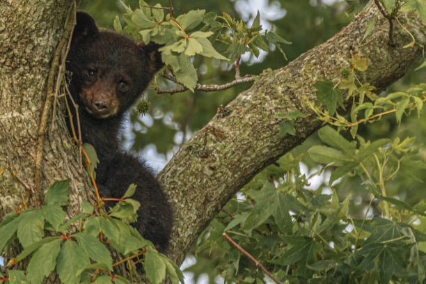 istock Peek a Boo Bear Cub 1227231816