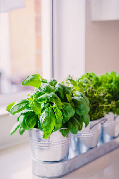 istock Selective focus homegrown basil, parsley and thyme herbs in pots on the kitchen in front of the window. Home planting and food growing. Sustainable lifestyle, plant-based foods. Vertical. Copy space. 1227232308
