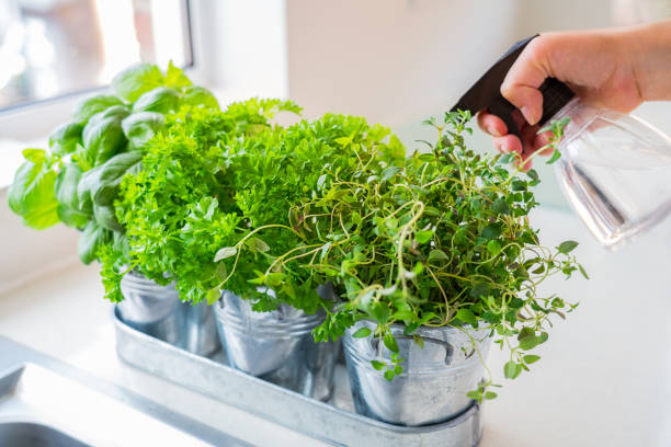 キッチンで手を散らすホームガーデニングをクローズアップ。バジル、パセリ、タイムのハーブのポット。家庭の植栽や食品の栽培。持続可能なライフスタイル、植物ベースの食品。選択的� - healthy eating close up thyme herb ストックフォトと画像