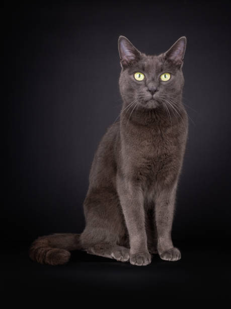 istock Siting domestic grey house cat l 1227232503