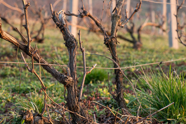 istock Modern wine yard, Wine grape trees in close up view, Wine production. 1227232647