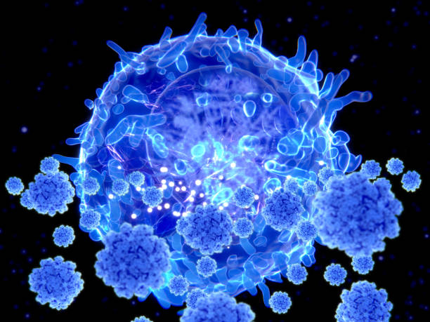 T cell targeting SARS-CoV-2 viruses T cells play a key role in the development of long-term immunity. to coronavirus. Helper T cells stimulate B cells and other immune cells, whereas killer T cells target and destroy infected cells. t cell photos stock pictures, royalty-free photos & images
