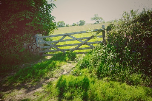 An old, country farm gate in English summer countryside.
