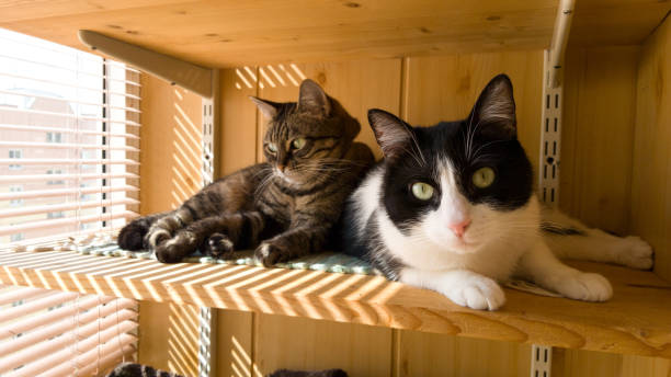 Two beautiful young cats are lying on the balcony. The rest of the animals. A shelter for homeless animals. The blinds on the window stock photo