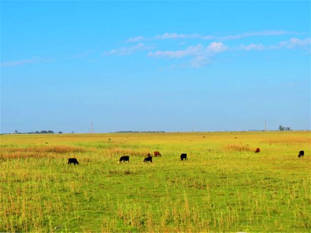 istock Cows grazing on  farm field. 1227234275