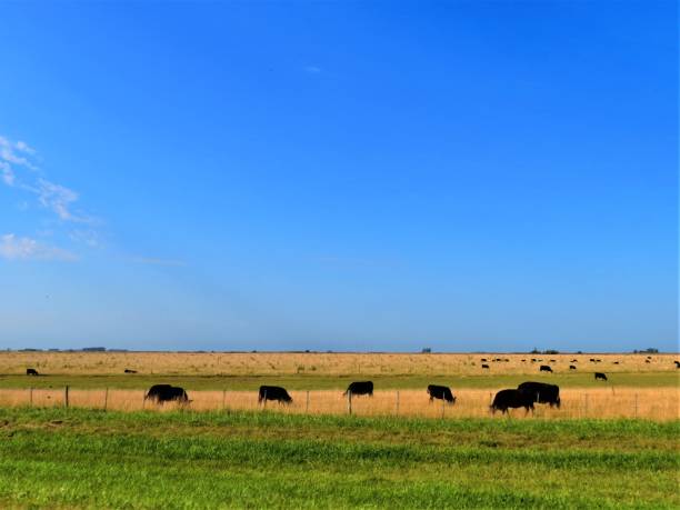 istock Cows grazing on  farm field. 1227235055