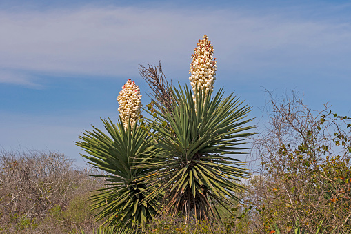 Yucca Blooms in the Early Spring in the Aransas National Wildlife Refuge in Texas