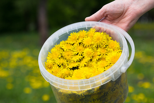 Woman hand holding plastic bucket with many buds of yellow dandelions on green meadow