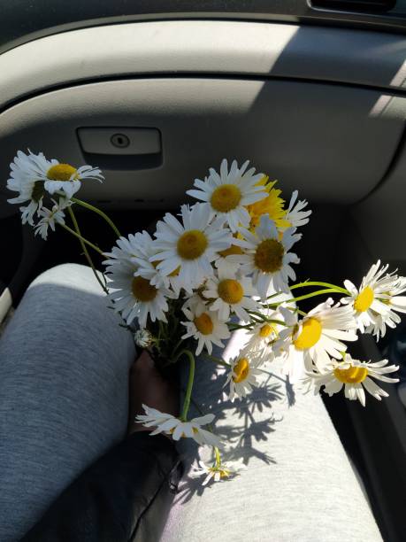 istock A bouquet of daisies 1227239042