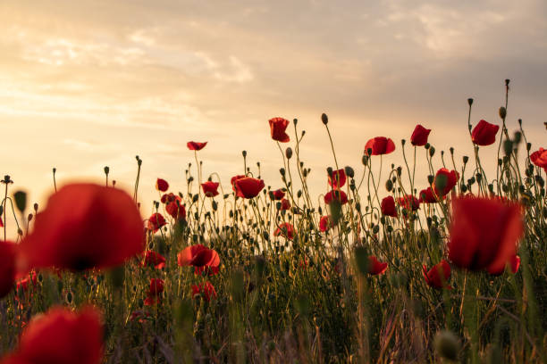 istock Field of bright red corn poppy flowers 1227239075