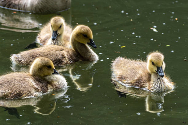 istock Canada goose, Branta canadensis, gosling 1227239389
