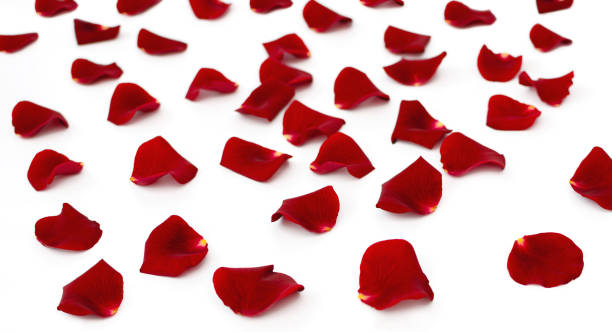 istock red rose petals on a white background, beautiful background closeup 1227243007
