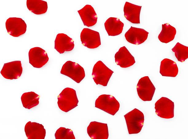 istock red rose petals on a white background, beautiful background closeup 1227243010