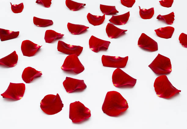 istock red rose petals on a white background, beautiful background closeup 1227243030