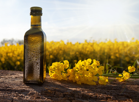 Fresh rapeseed oil in a bottle -natural medicine. Bottle of rapeseed oil (canola) and rape flowers bunch on table.
