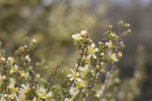 PURSHIA TRIDENTATA - PIONEERTOWN MP - 041820 B