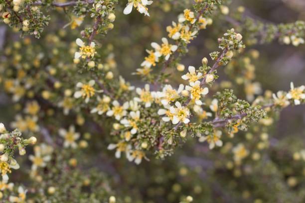 istock PURSHIA TRIDENTATA - PIONEERTOWN MP - 041820 A 1227245002