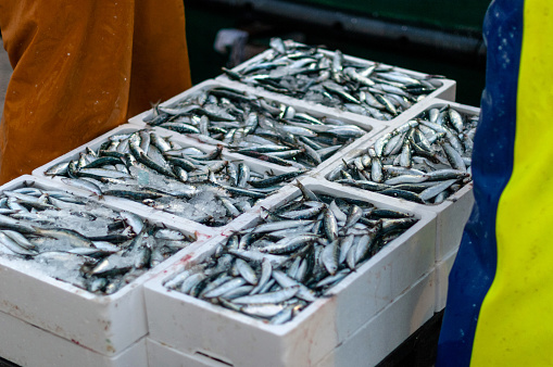 Sardines in white boxes in the fish market