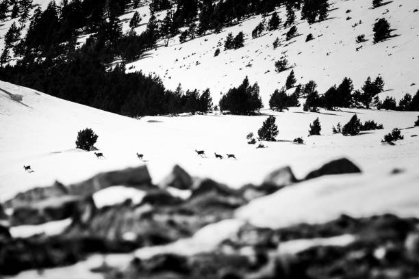 istock The life in the cold 1227245681