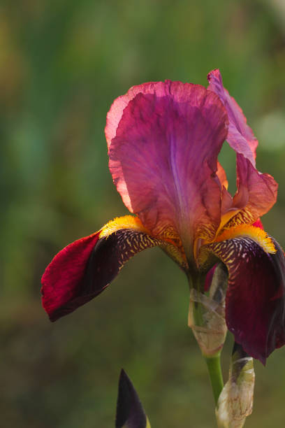 istock The beautiful pink iris in the sunlight. 1227245880