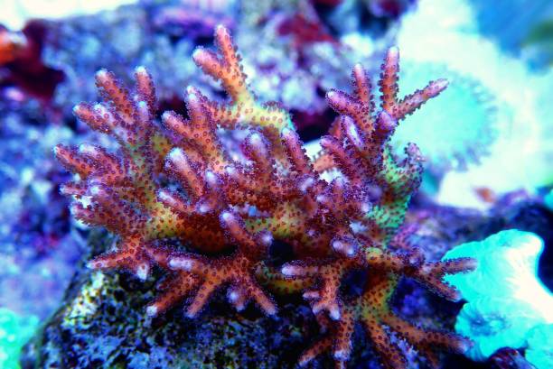 istock Birdnest SPS Coral - Seriatopora caliendrum 1227246013