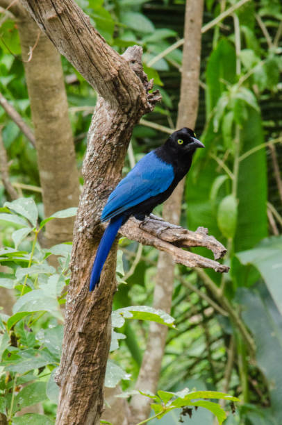 istock A blue tropical bird sits on a branch. 1227246714