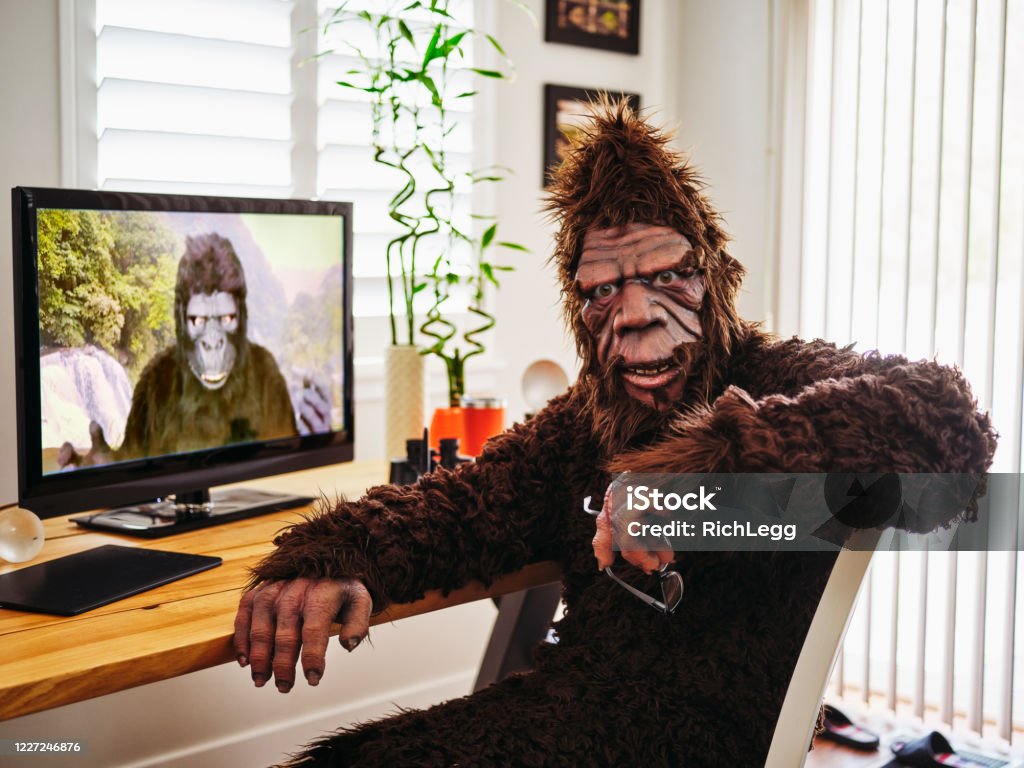 Sasquatch and Gorilla on a Web Chat A sasquatch bigfoot chatting online with a gorilla. Bigfoot Stock Photo