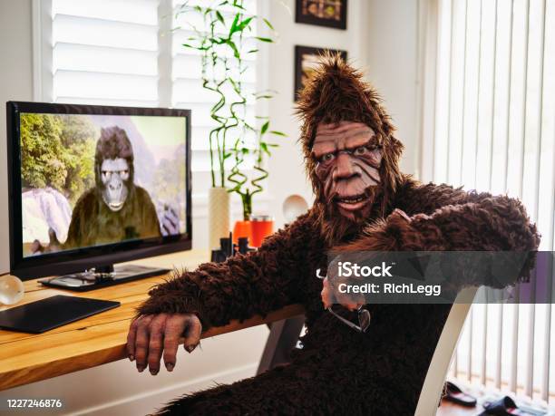 Sasquatch And Gorilla On A Web Chat Stock Photo - Download Image Now - Bigfoot, Humor, Costume