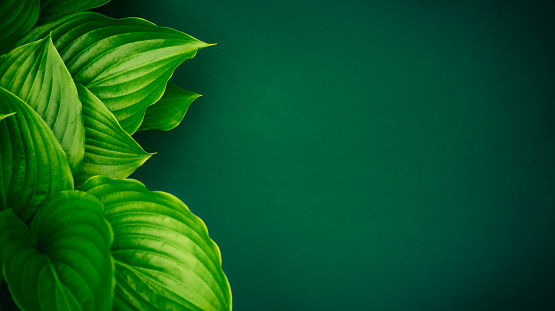 Green hosta leaves over long dark green paper as copy space