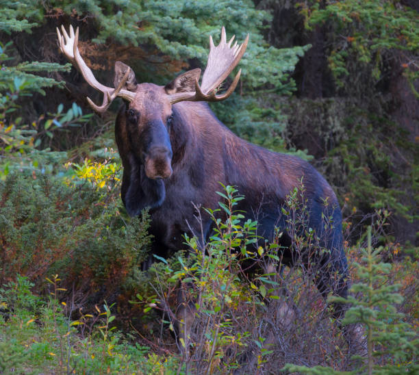 Big Bull Moose in Autumn