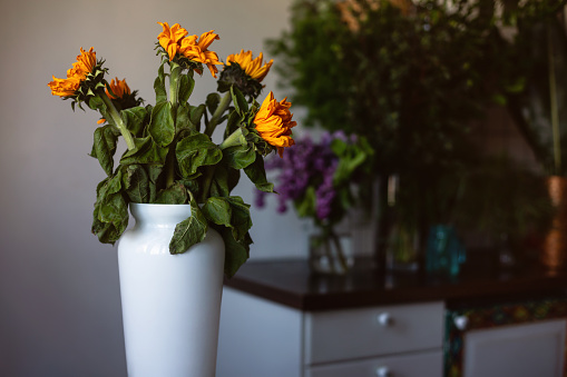 Fresh spring sunflowers in big vase staying on kitchen. Copy space