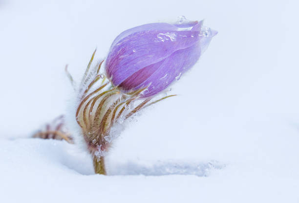 After a snowstorm this flower survives!