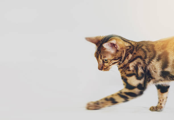 bengal domestic cat breed that looks like a leopard
