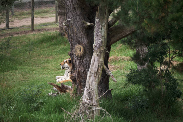 The big wild cat resting