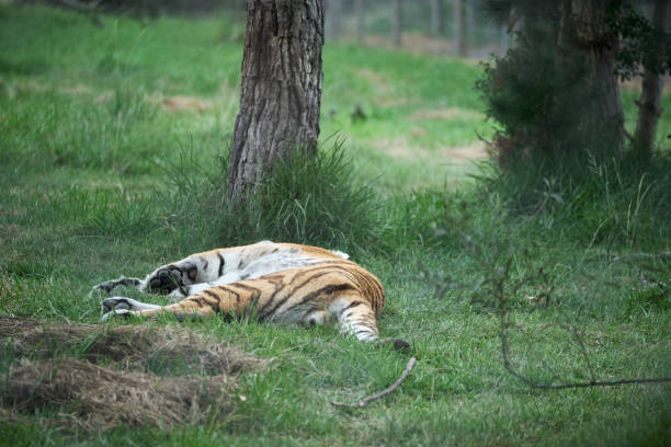 istock The big wild cat siberian tiger resting 1227249461