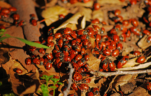 Loveliness of Ladybugs on Dried Leaves and twigs