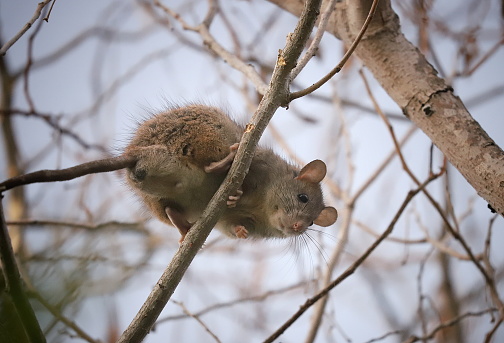 A cute brown rat peers down from a tree branch