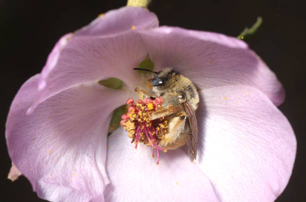 пчела подсолнечника (diadasia sp.) сон в chaparral mallow цвет�ок (malacothamnus fasciculatus) - sunflower field single flower flower стоковые фото и изображения