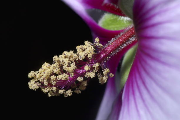Beautiful flower of Hibiscus syriacus 'Blue Bird'