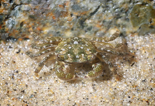Close-up of a ghost crab on a sandy beach with hues of the early morning sunrise. At Assateague national seashore.