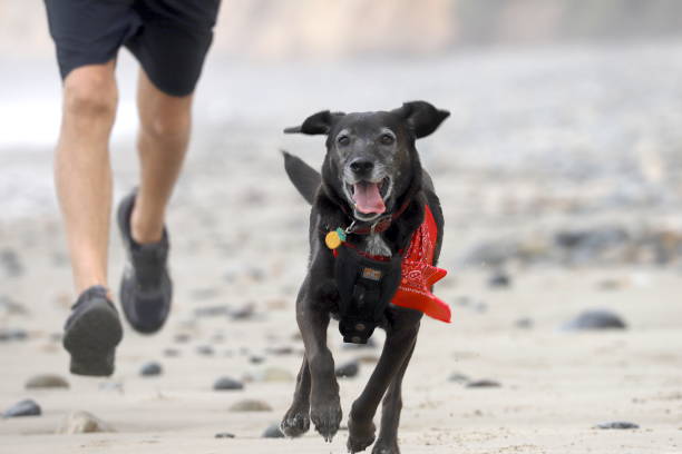 A happy black grey-faced old dog wearing a red bandana, tongue lolling, runs beside her owner (only legs visible) at the beach, San Onofre State Beach, California, USA
