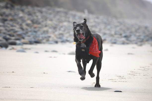 istock Happy Dog Running at the Beach 1227252585