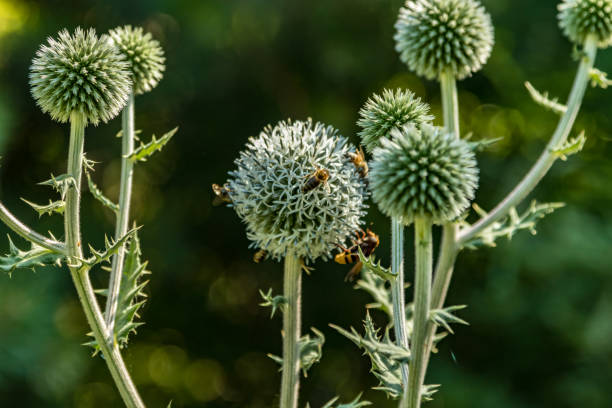 echinope sphaerocephalus. nomi: cardo globo ghiandolare, grande cardo globo o cardo globo pallido. è una specie eurasiatica. primo piano messa a fuoco selettiva - echinops spaerocephalus foto e immagini stock