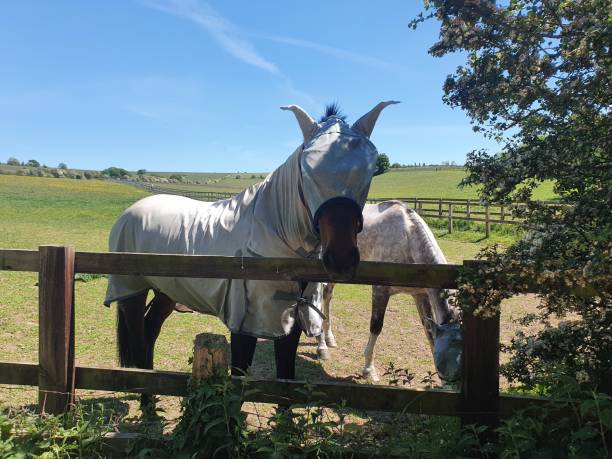 horse protected from flies - horse fly imagens e fotografias de stock