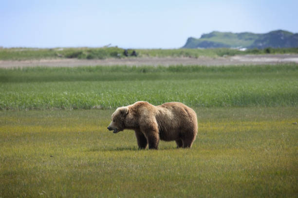 Alaska, Katmai National Park, grassy field with large grizzly bear standing in side profile. Blue sky, mountains and sand dune off in the distance