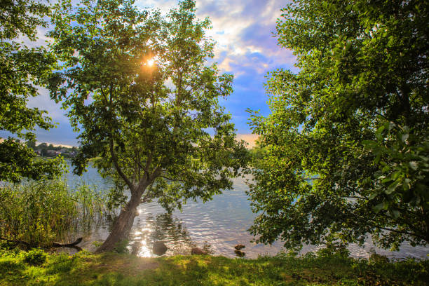 istock Big trees in the sunshine on the river 1227258739