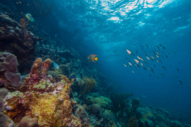 istock Caribbean coral garden 1227260250