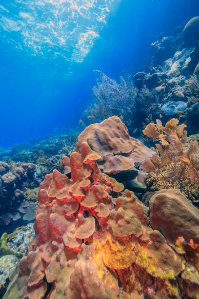 istock Caribbean coral garden 1227260277