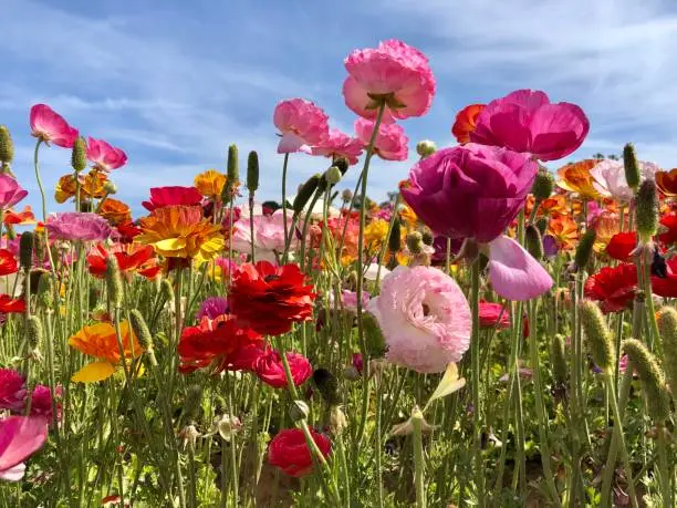 Flowers at The Flower Fields, field, San Diego, California