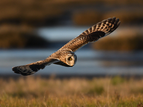 Short-eared Owl flying over Boundary Bay, BC